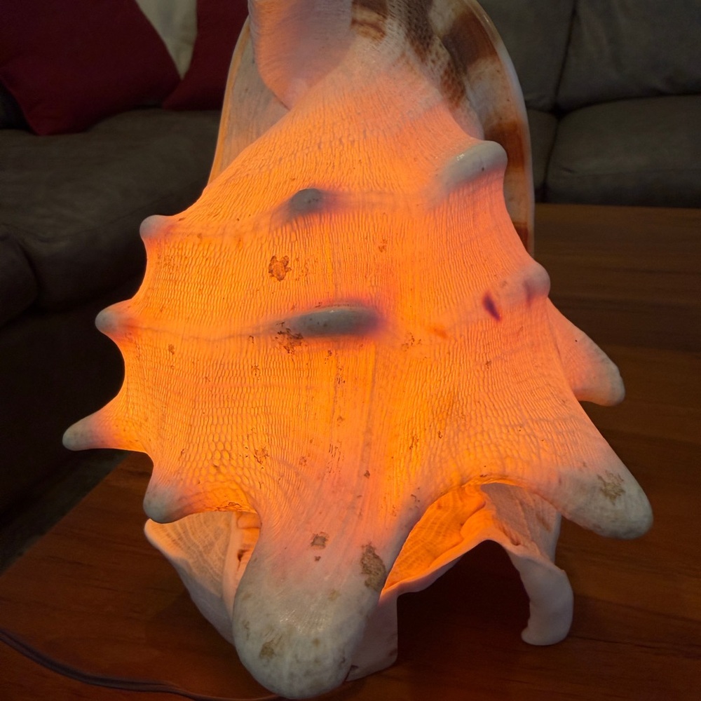 Unique Conch Shell Lamp with Warm Glow
